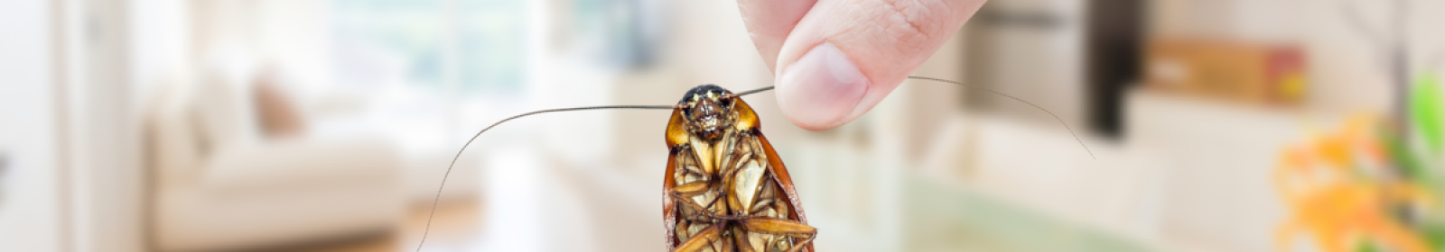 Esen Böcek İlaçlama